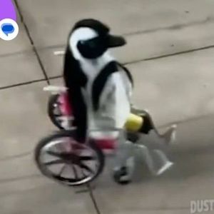 Meet your Posher, Pat